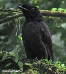 Bare Necked Umbrella Bird
