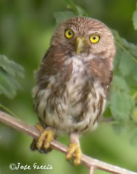 Ferruginous Pygmy Owl