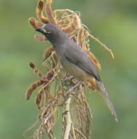 Grayish Saltator