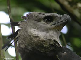 Harpy Eagle
