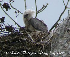 Harpy Eagle
