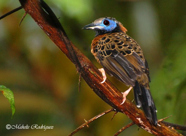 Pipeline Road - Ocellated Antbird