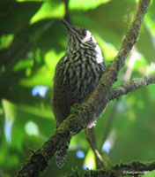 Stripe Breasted Wren